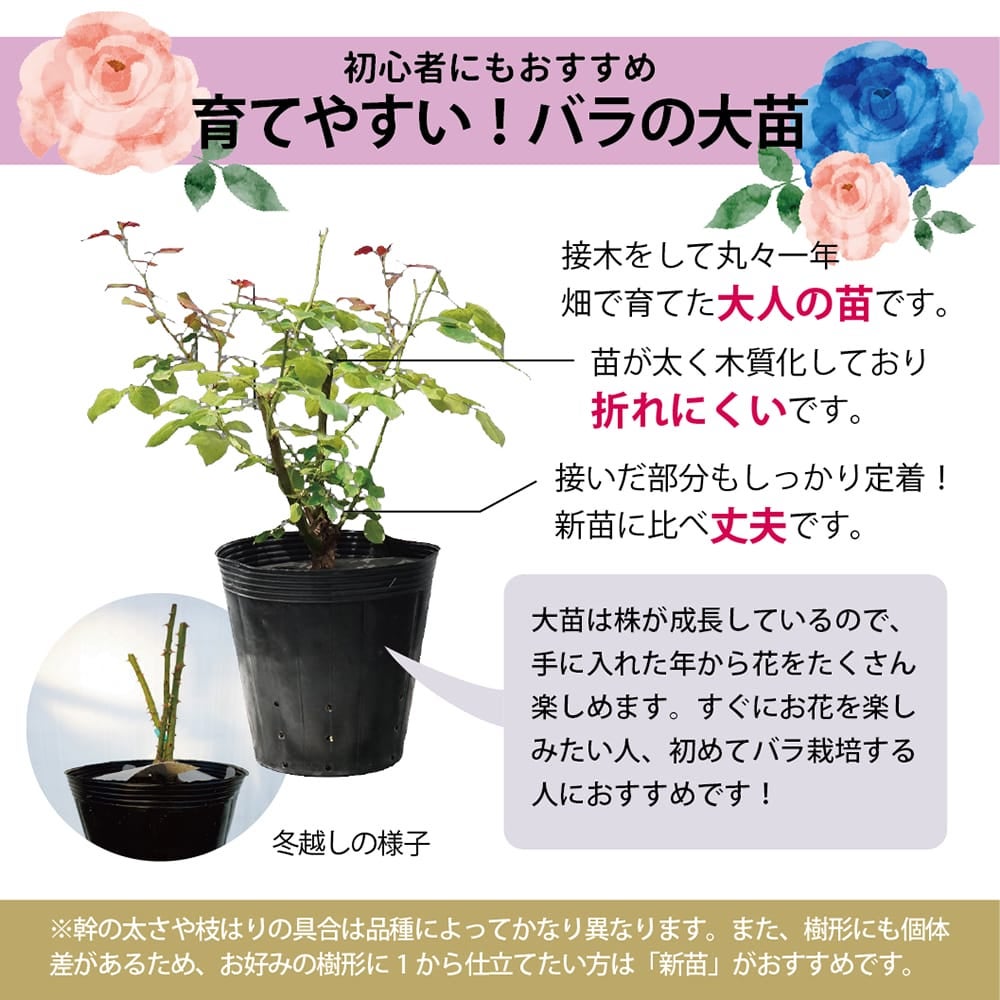 バラ ジャルダンドゥフランス FL フロリバンダ 苗 販売 苗木部 By 花