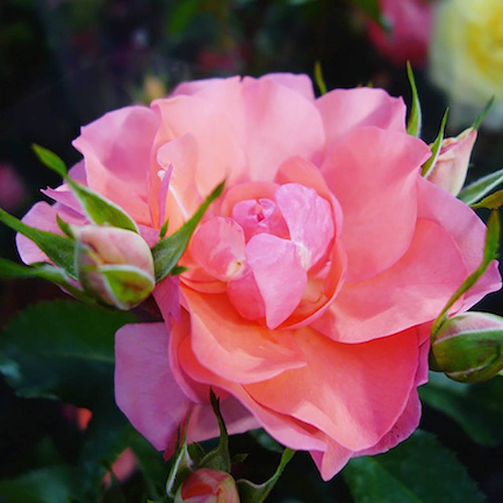 バラ ジャルダンドゥフランス FL フロリバンダの通販 苗木部 By 花