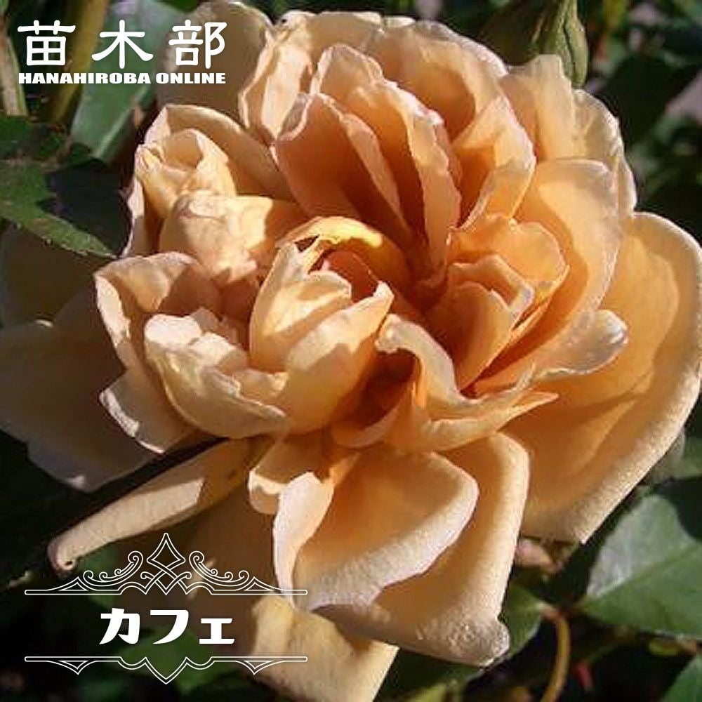 000000000794-01.jpg?size=l&w=