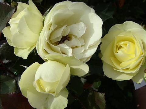 バラ クリーミーエデン 苗 販売 苗木部 By 花ひろばオンライン