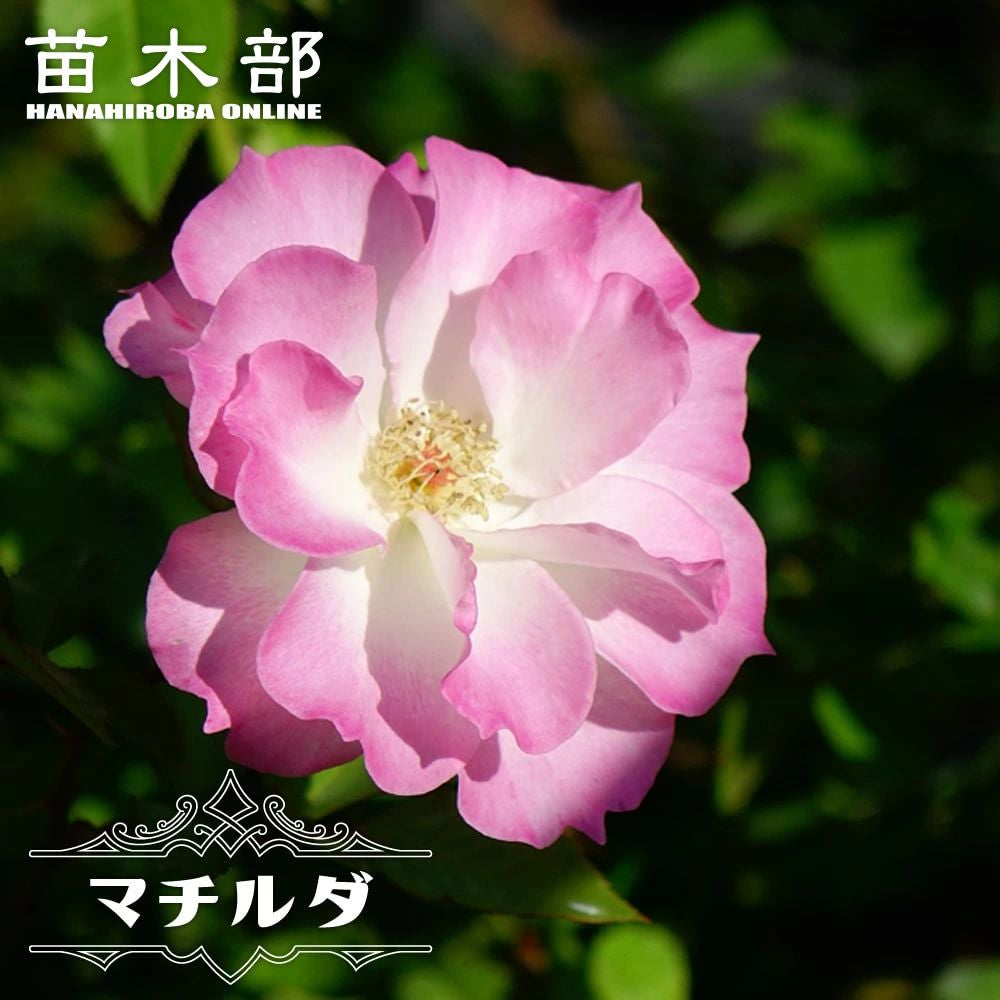 000000000803-01.jpg?size=m&w=