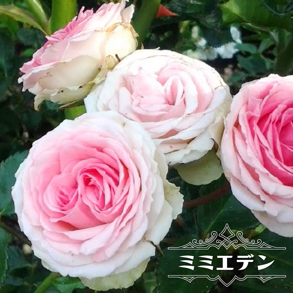 バラ ミミエデン CL クライミング (つるバラ) 苗 販売 苗木部 By 花