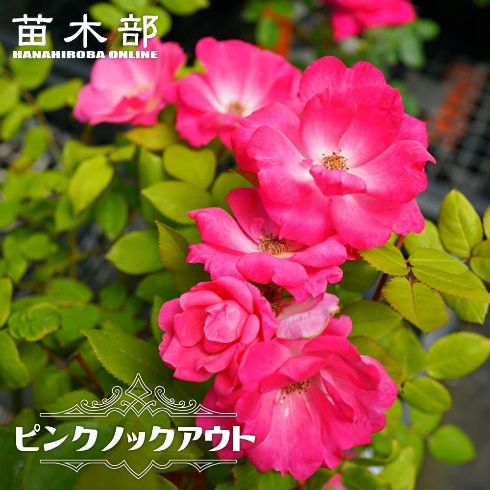 000000000809-01.jpg?size=l&w=