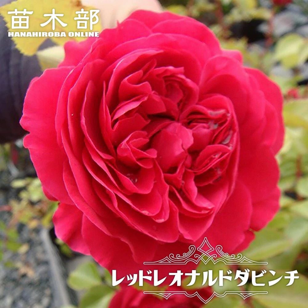 000000000817-01.jpg?size=l&w=