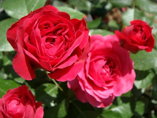 000000000817-02.jpg?size=l&w=