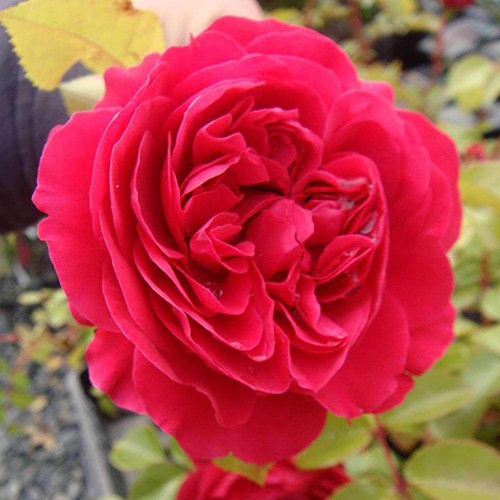 000000000817-07.jpg?size=l&w=