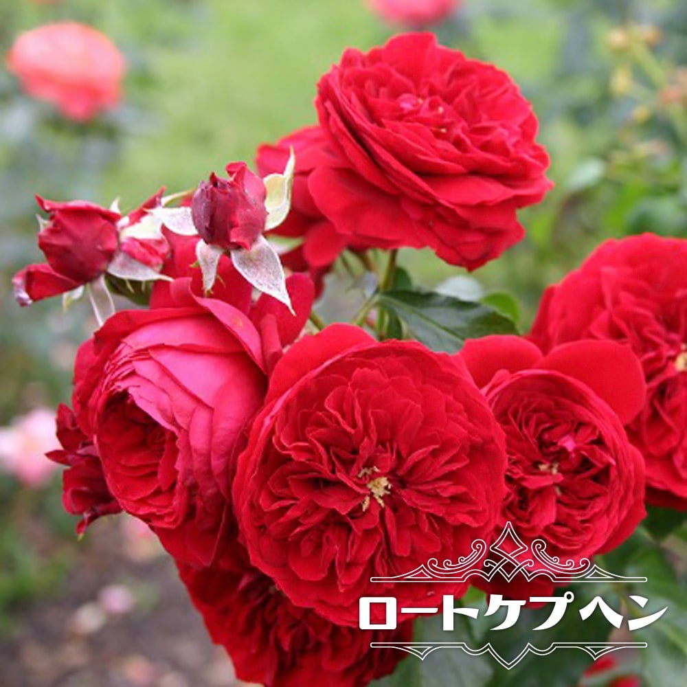 000000000820-01.jpg?size=l&w=