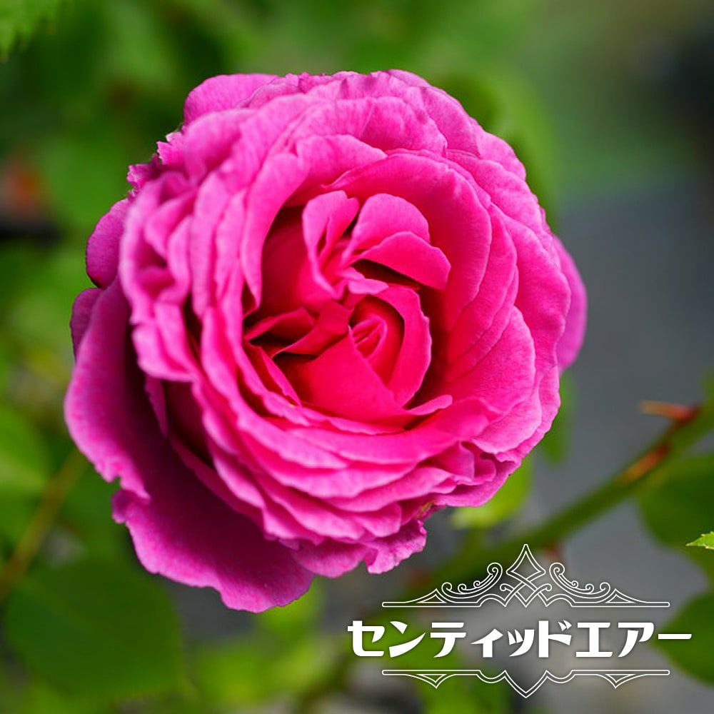 バラ センティッドエアー FL フロリバンダの通販 苗木部 By 花ひろば