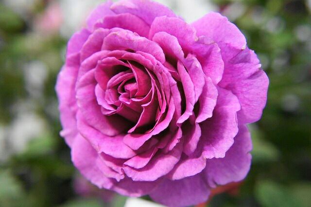 バラ センティッドエアー FL フロリバンダの通販 苗木部 By 花ひろば