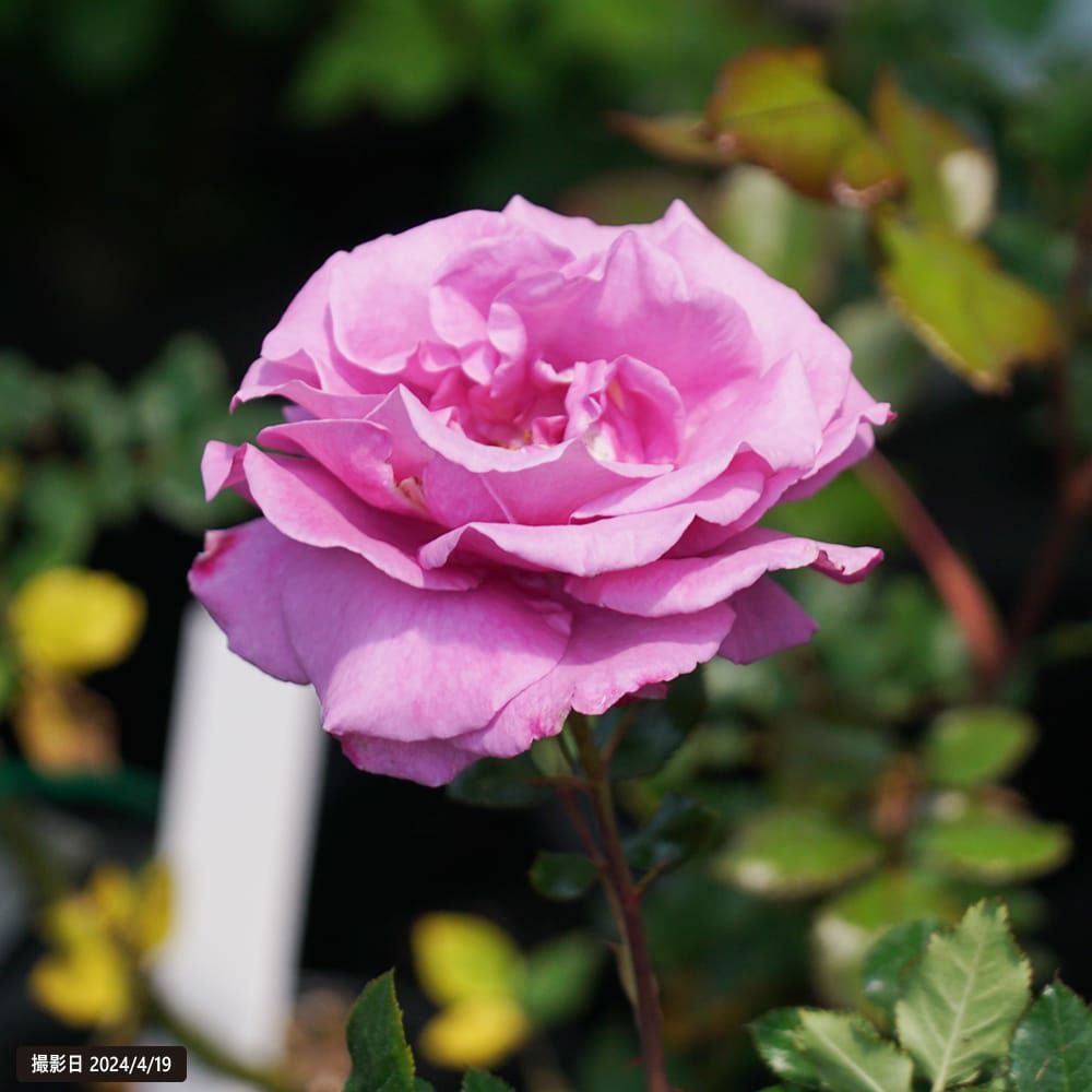 バラ ショッキングブルー 苗 販売 苗木部 By 花ひろばオンライン