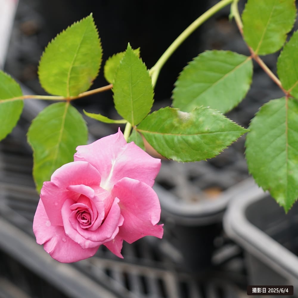 バラ ショッキングブルー 苗 販売 苗木部 By 花ひろばオンライン