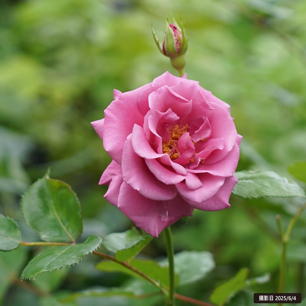 バラ ショッキングブルー 苗 販売 苗木部 By 花ひろばオンライン