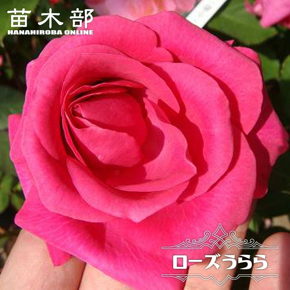 000000000829-01.jpg?size=l&w=