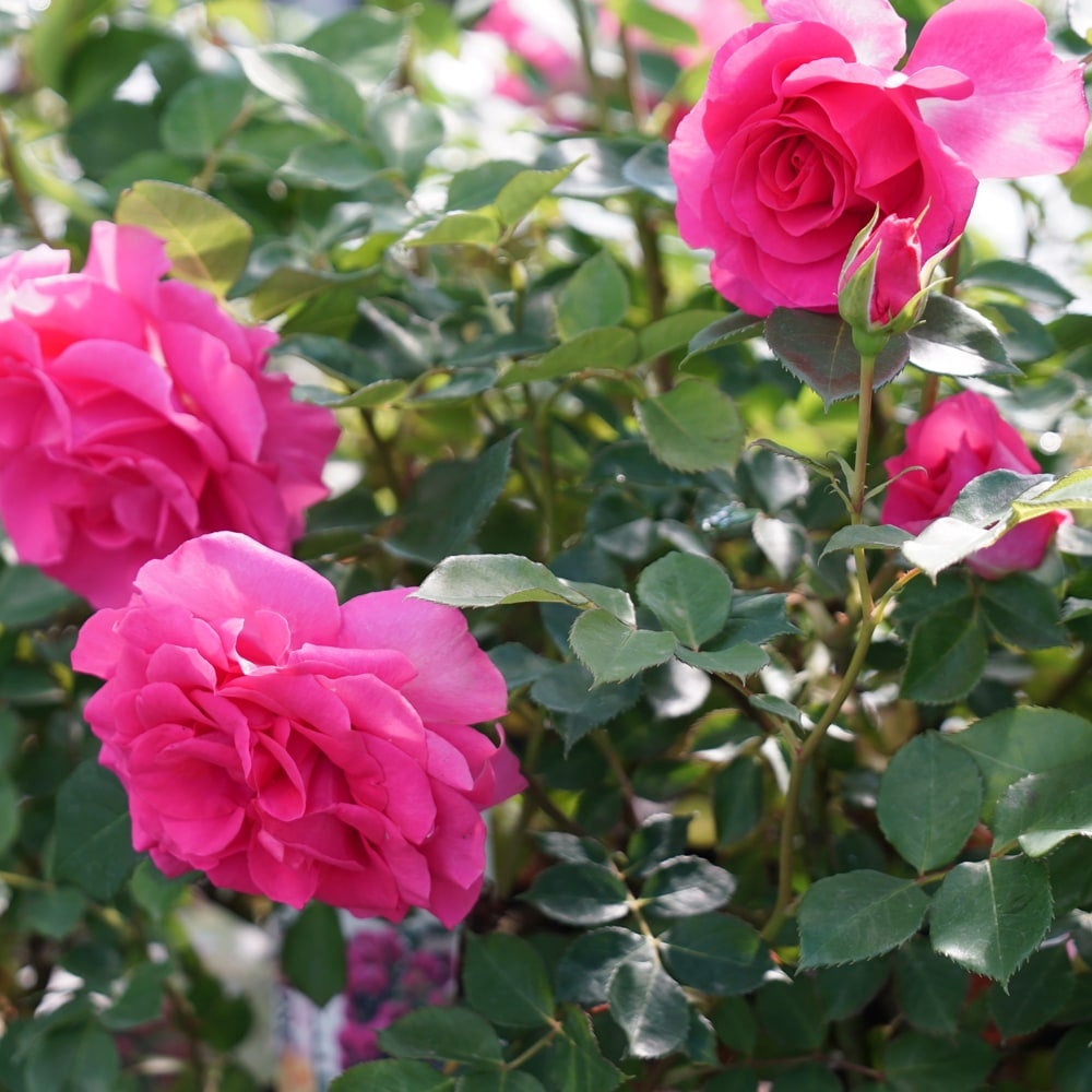 バラ ローズうらら FL フロリバンダ 苗 販売 苗木部 By 花ひろばオンライン