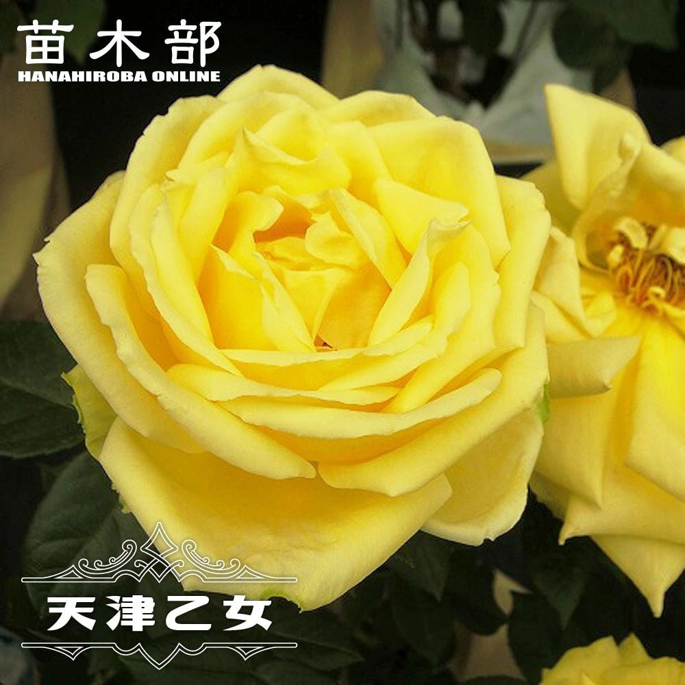 000000000836-01.jpg?size=m&w=