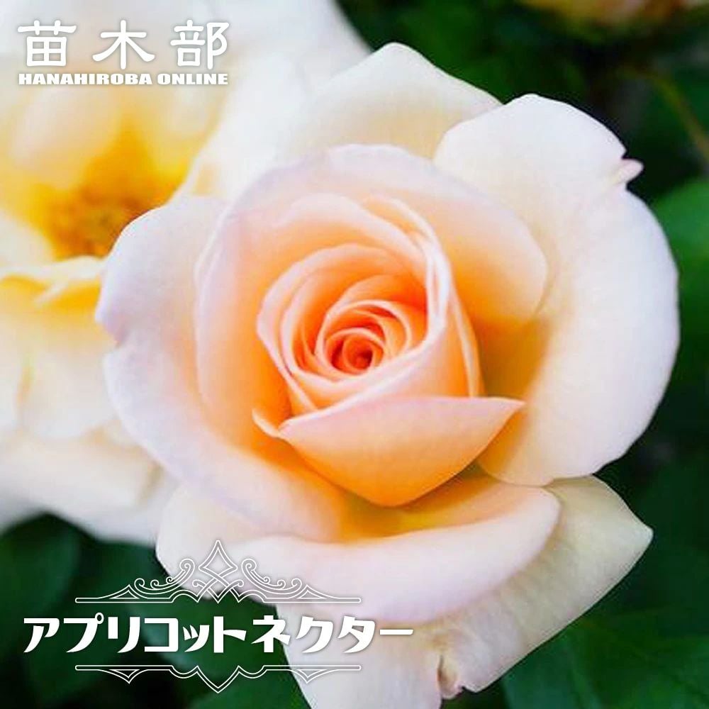 000000000838-01.jpg?size=l&w=