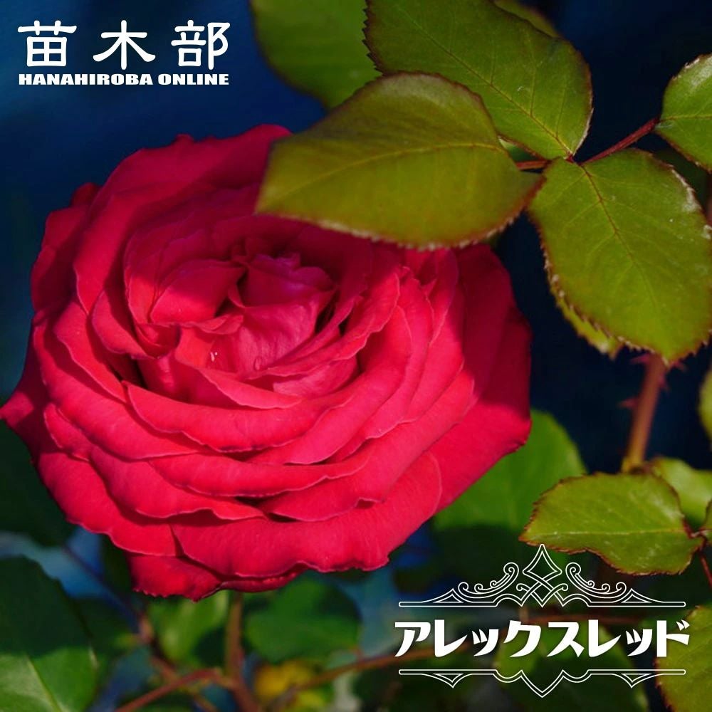 バラ苗 強香商品一覧 | 苗木部 本店 By 花ひろばオンライン