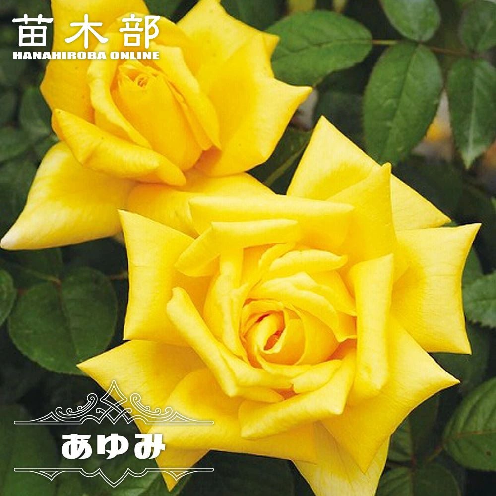 バラ ピンク インテューション HT ハイブリッドティー 苗 販売 苗木部
