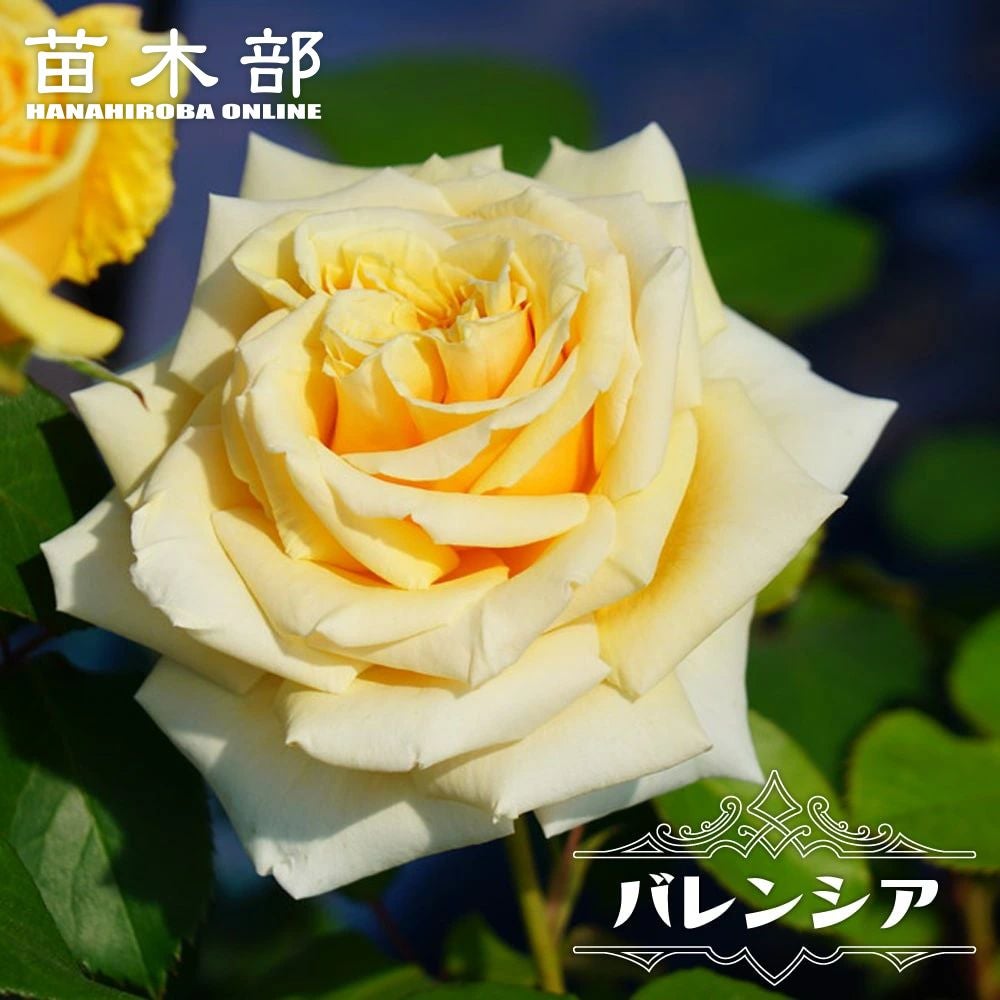 000000000846-01.jpg?size=l&w=