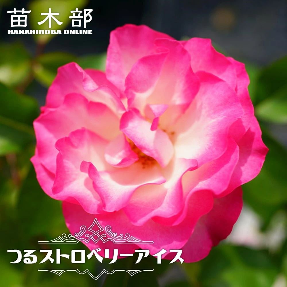 000000000847-01.jpg?size=l&w=