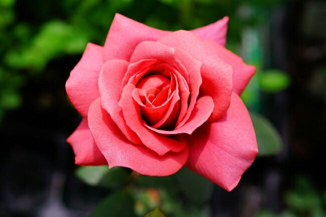 バラ ブラックティー 苗 通販 苗木部 By 花ひろばオンライン