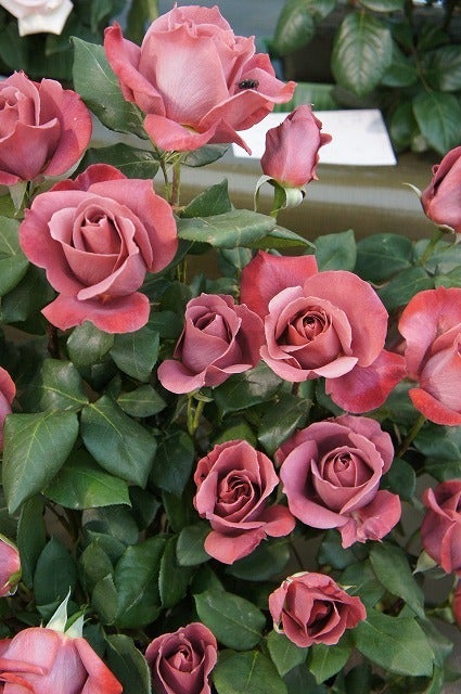 バラ ブラックティー 苗 通販 苗木部 By 花ひろばオンライン