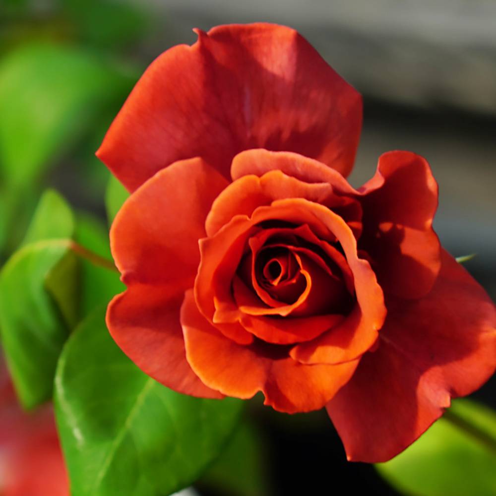 バラ ブラックティー 苗 通販 苗木部 By 花ひろばオンライン