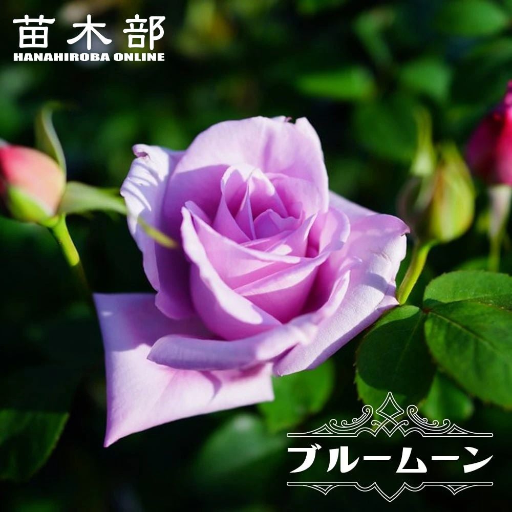 バラ苗 強香商品一覧 | 苗木部 本店 By 花ひろばオンライン