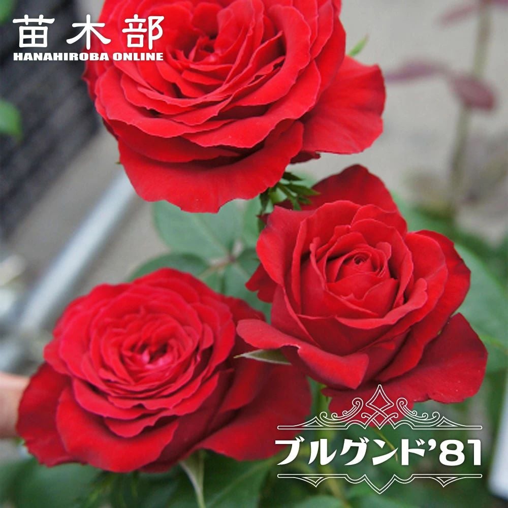 バラ ブルグンド '81 苗 販売 苗木部 By 花ひろばオンライン