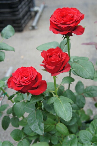 000000000859-02.jpg?size=l&w=