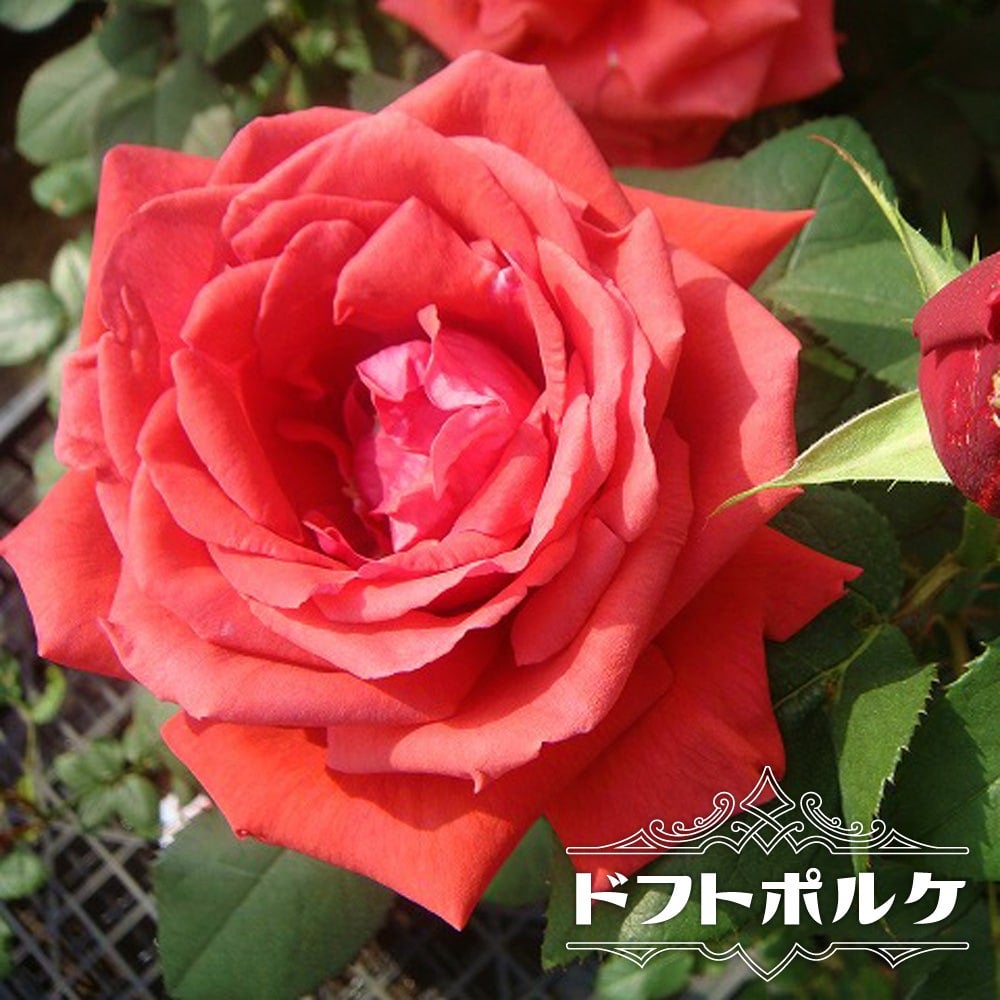 バラ ドフトポルケ HT ハイブリッドティー 苗 販売 苗木部 By 花ひろば