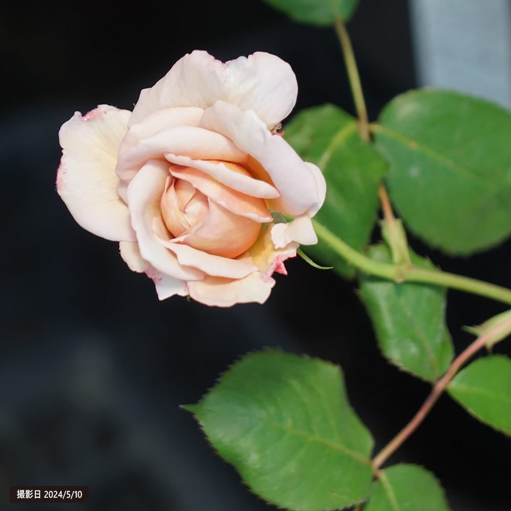 バラ グレイパール HT ハイブリッドティー 苗 販売 苗木部 By 花ひろば