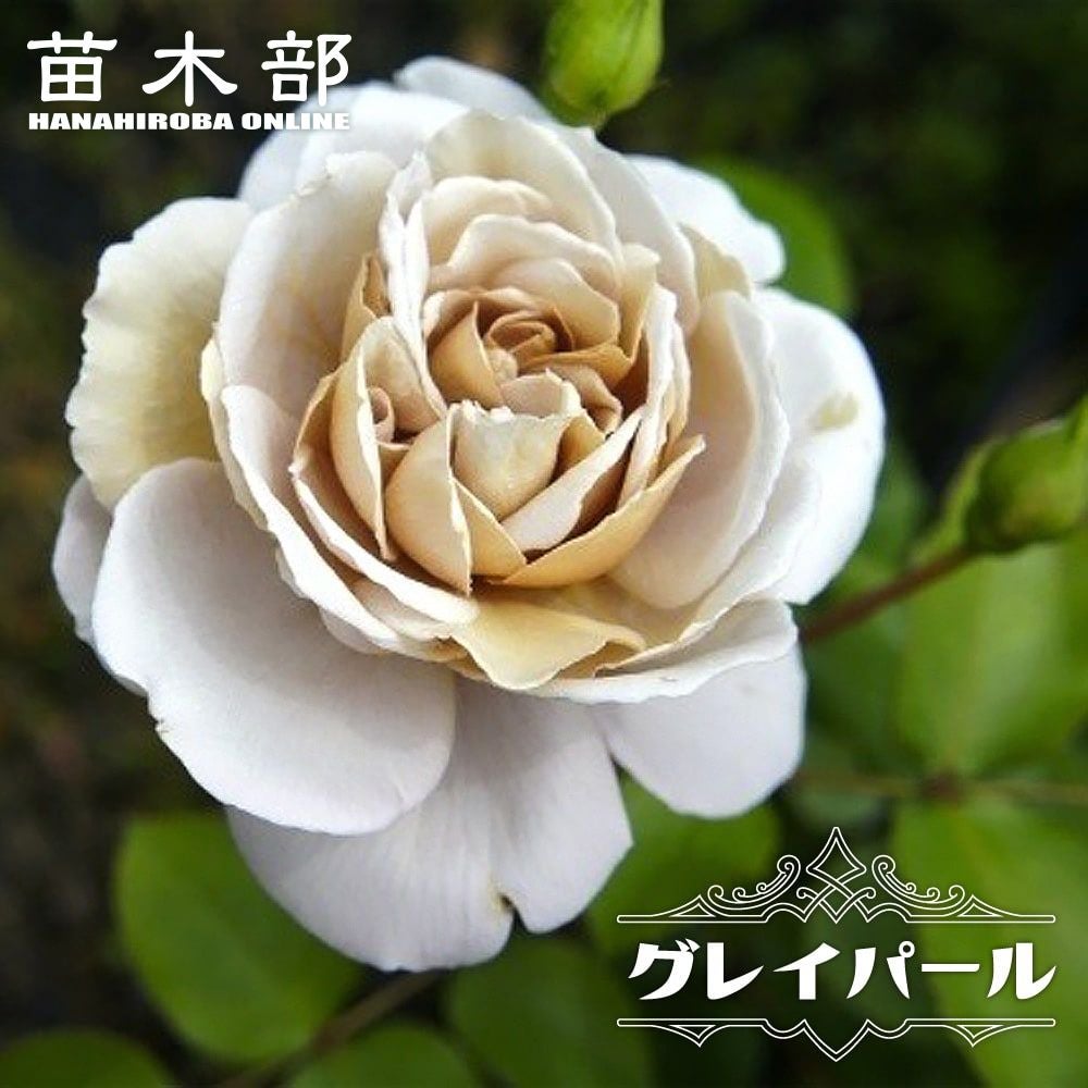 000000000873-01.jpg?size=m&w=