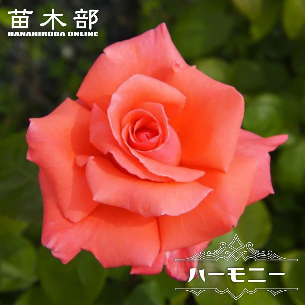 000000000874-01.jpg?size=l&w=