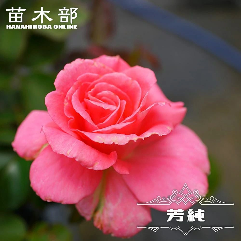 000000000878-01.jpg?size=l&w=