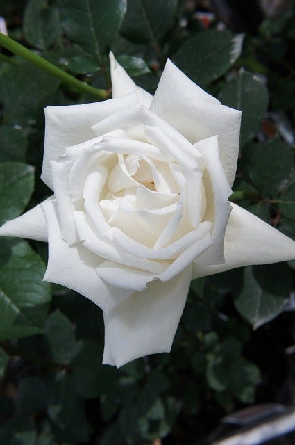 バラ ホワイトクリスマス 苗 販売 苗木部 By 花ひろばオンライン