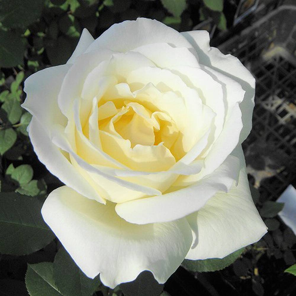 バラの苗　確認用 000000000881-06.jpg?size=l&w=