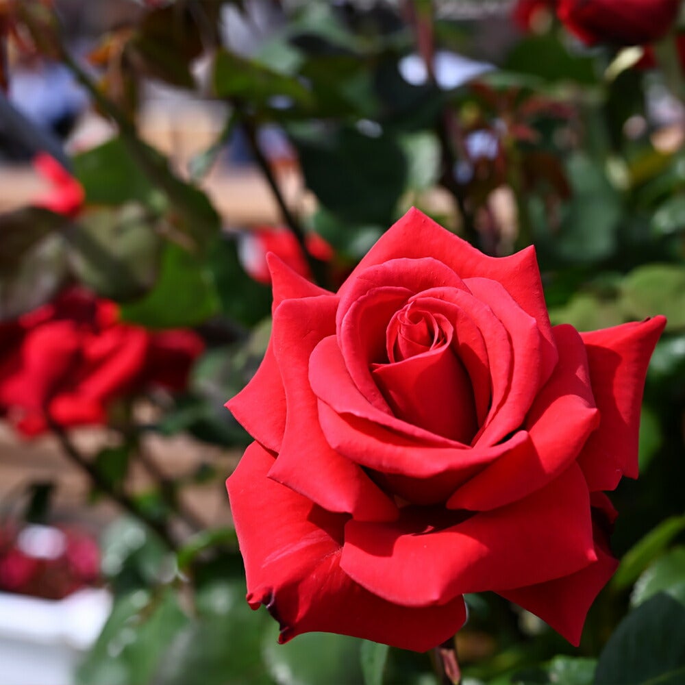 000000000888-02.jpg?size=l&w=