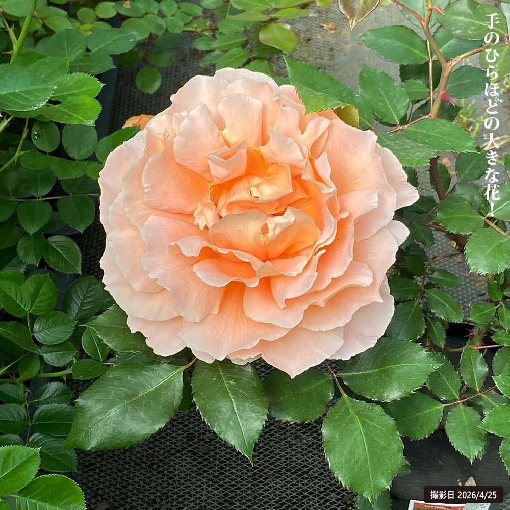 透明水彩画原画薔薇香りの薔薇ジャストジョーイ バラ ジャストジョーイ HT ハイブリッドティー 苗 販売 苗木部 By 花