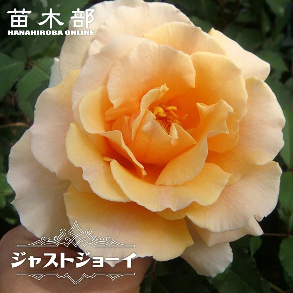 透明水彩画原画薔薇香りの薔薇ジャストジョーイ ジャスト ジョーイ – Just Joey | 姫野ばら園八ヶ岳農場