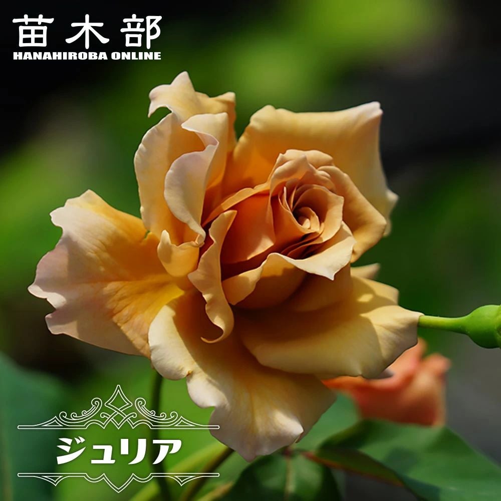 000000000893-01.jpg?size=l&w=