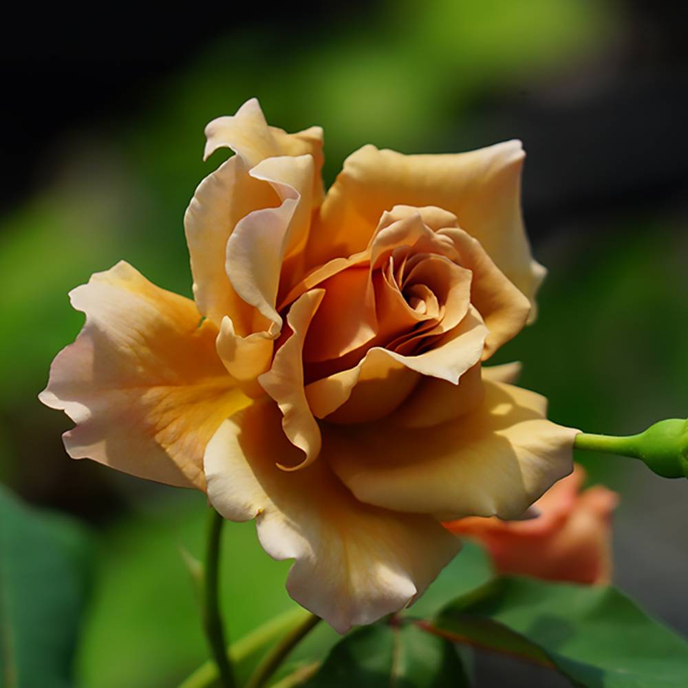 000000000893-08.jpg?size=l&w=