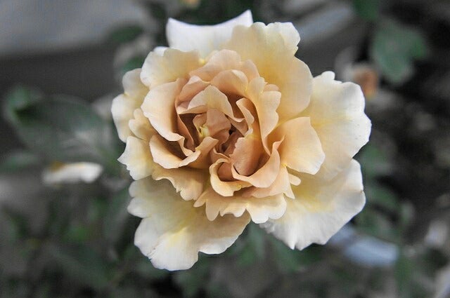 バラ ジュリア 苗 通販 苗木部 By 花ひろばオンライン