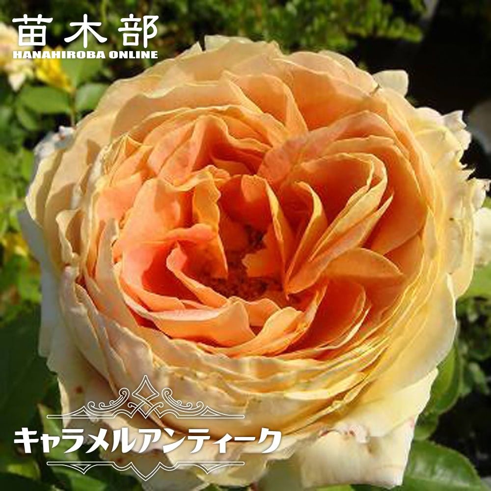 000000000906-01.jpg?size=m&w=