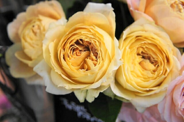 バラ キャラメルアンティーク 苗 販売 苗木部 By 花ひろばオンライン