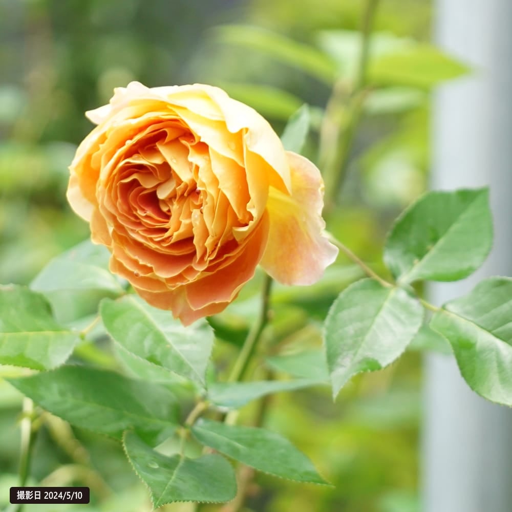 キャラメルアンティーク 000000000906-06.jpg?size=l&w=