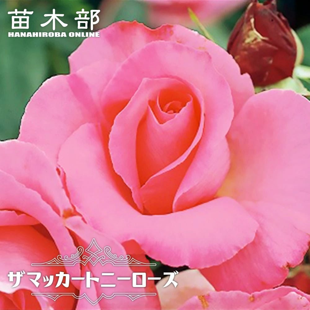 000000000911-01.jpg?size=l&w=