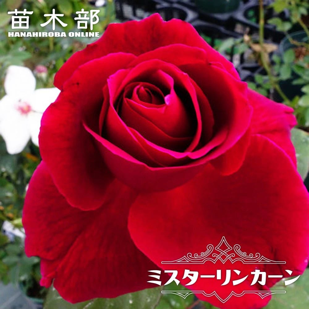 000000000916-01.jpg?size=l&w=
