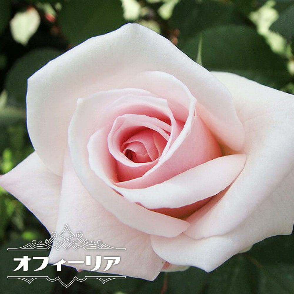 000000000920-01.jpg?size=l&w=