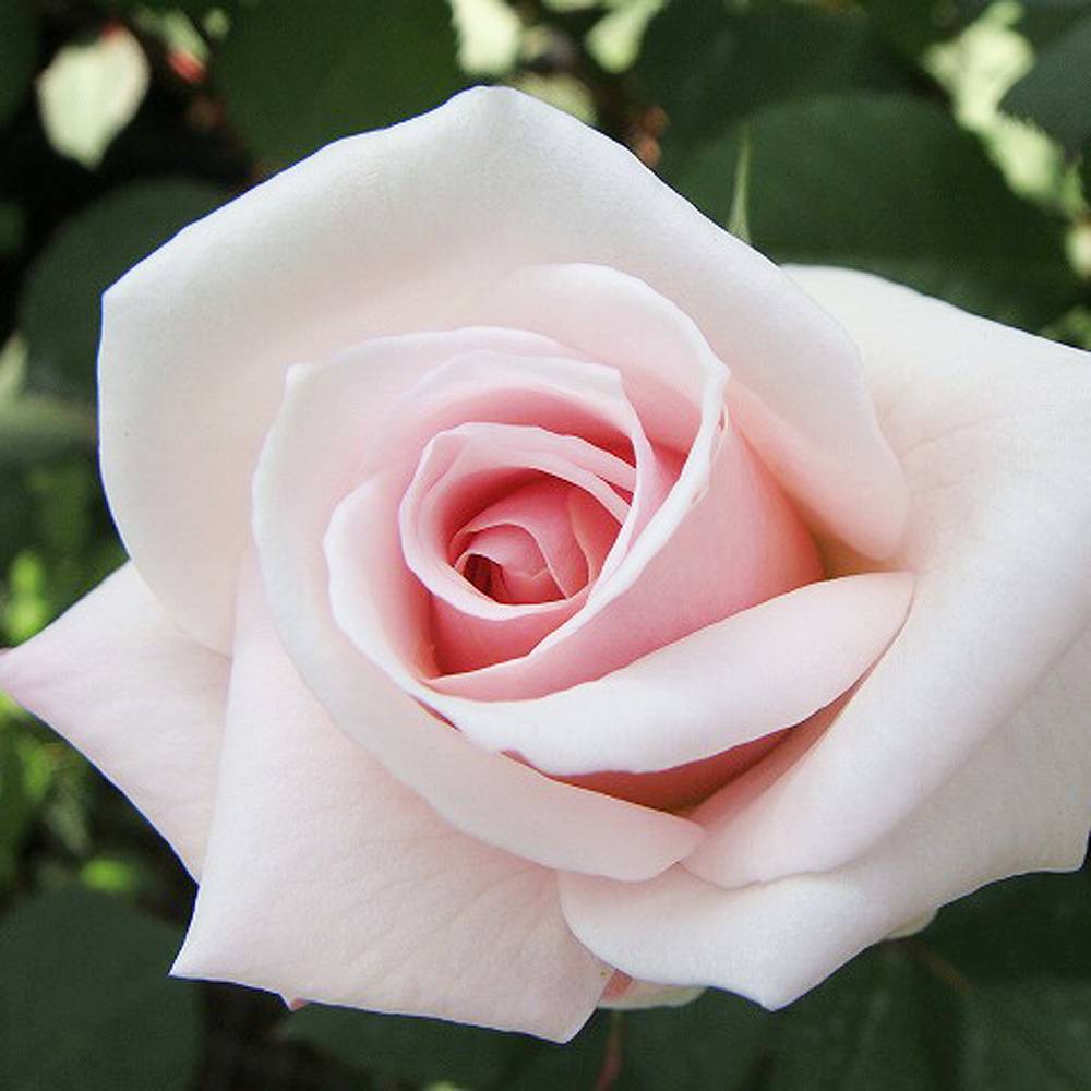 000000000920-06.jpg?size=l&w=